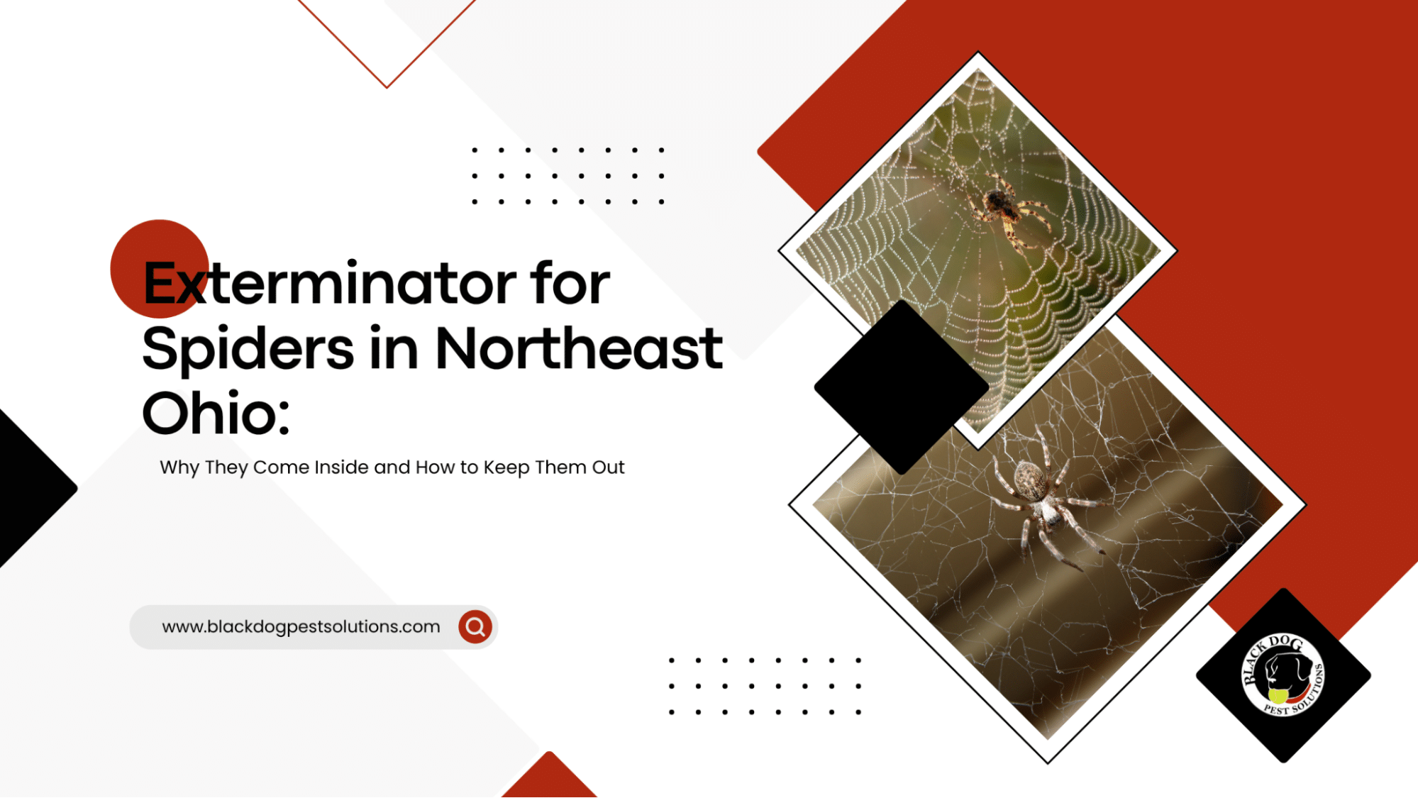 Resources 5 Exterminators for Spiders in Northeast Ohio