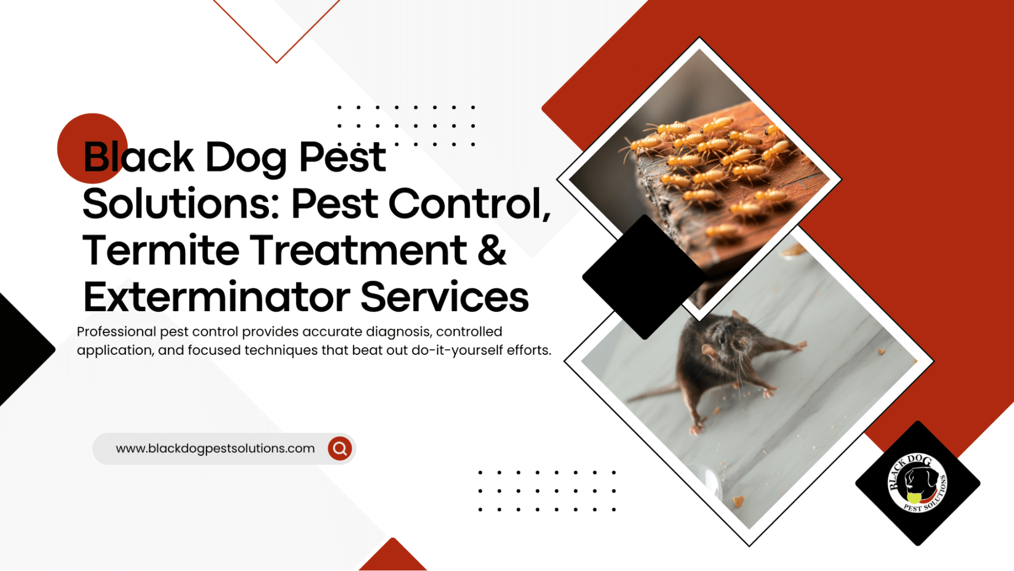 Resources 11 Black Dog Pest Solutions Pest Control Blog