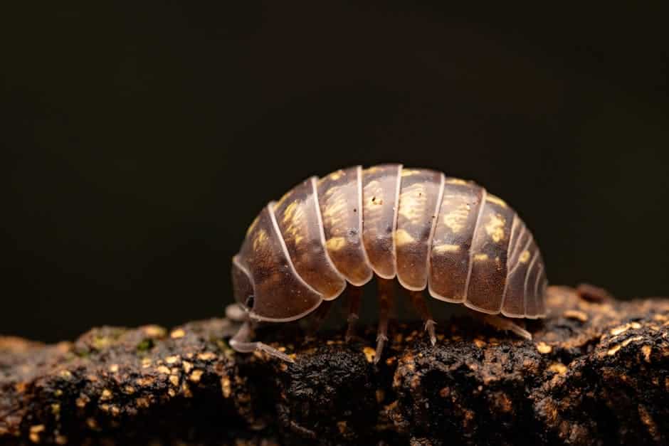 Resources 9 do pill bugs bite